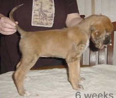 228desi.jpg (13563 bytes)