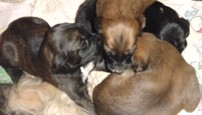 23picpuppy.jpg (9267 bytes)