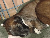 27snooz.jpg (12320 bytes)