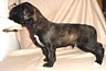2buttiger5.jpg (3537 bytes)