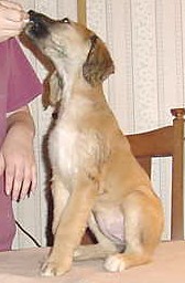 315desisit.jpg (15190 bytes)