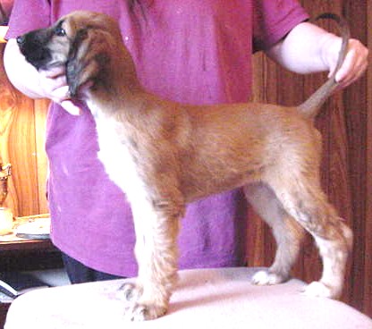 315pixie2.jpg (42181 bytes)