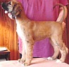 315pixiebut.jpg (5031 bytes)