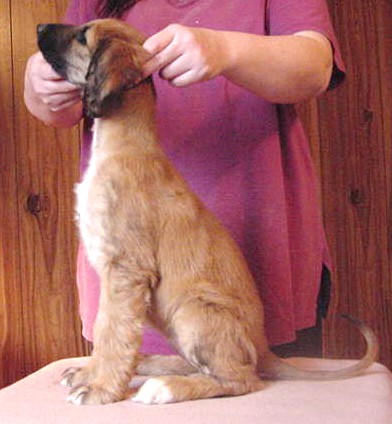 315pixiesit.jpg (43760 bytes)
