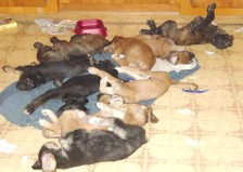 39groupsleep.jpg (13816 bytes)