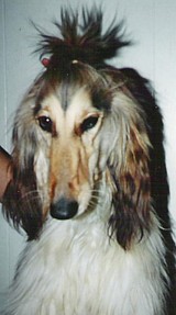 CHACHASPISSED0001.JPG (15271 bytes)
