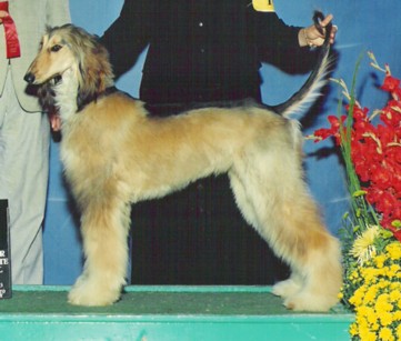 ChaChaLebanwin.jpg (33323 bytes)