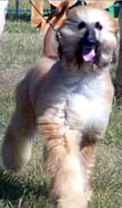 Shania04.jpg (9386 bytes)