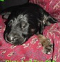 butBTgirl.jpg (5061 bytes)
