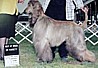 butLocoBOB.jpg (5082 bytes)
