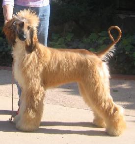 lexi2.jpg (14781 bytes)