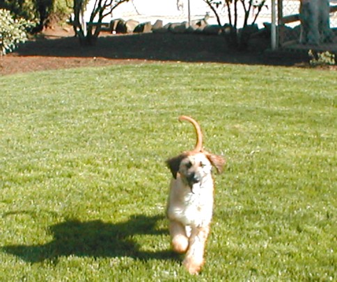 pixieshots1.JPG (70150 bytes)