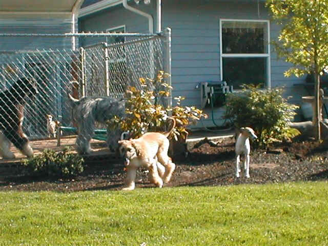 pixieshots2.JPG (219964 bytes)