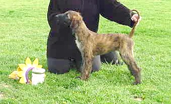 prizmeaster.jpg (31490 bytes)