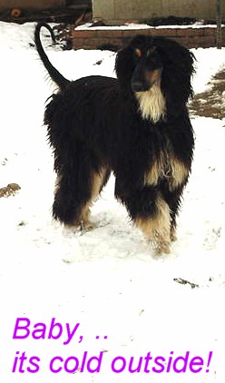 snowdiva.jpg (29343 bytes)
