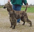 novhalobutt.jpg (7051 bytes)