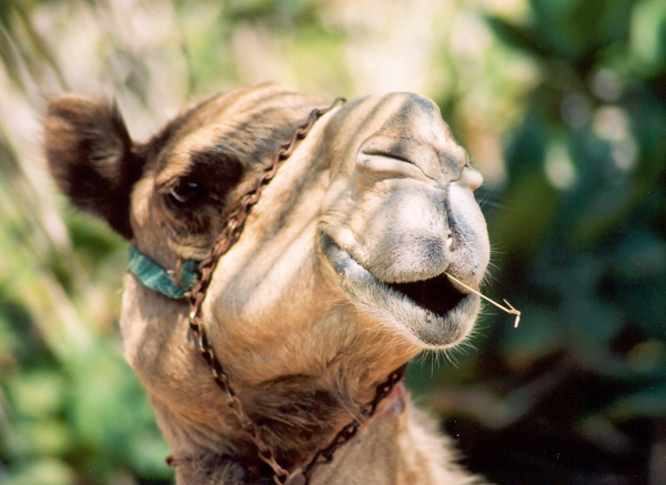 Camel
