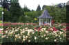 BushParkRoses.JPG (226944 bytes)
