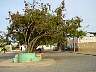 Palmeira5.JPG