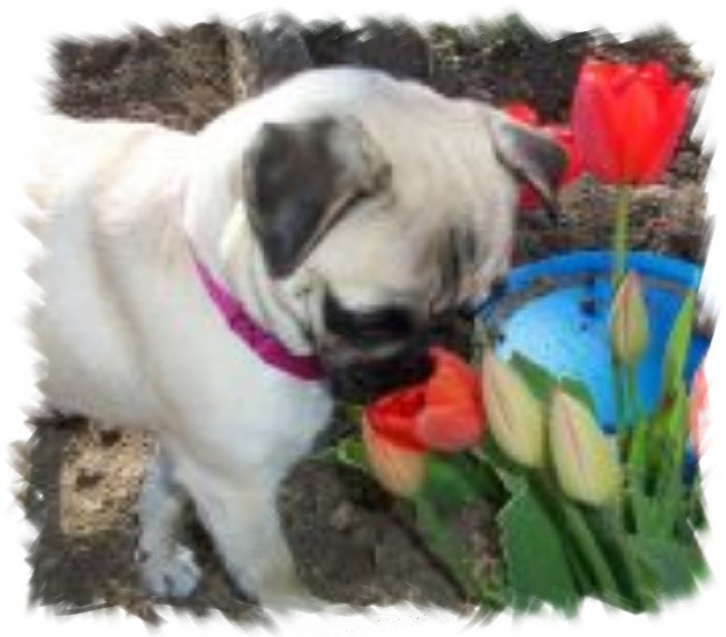 You have to stop and smell the roses (tulips).
