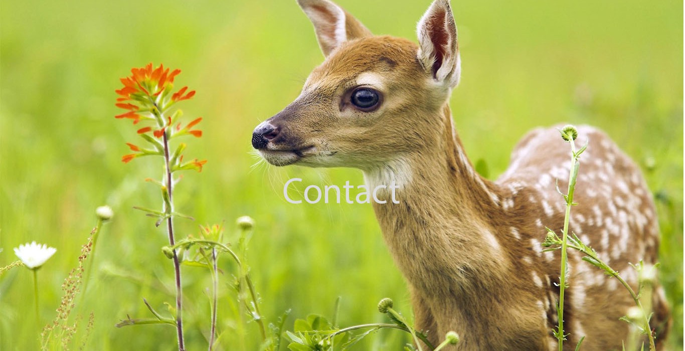 contact-slide