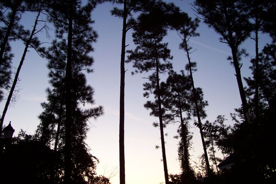 natural florida sunrise