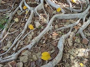 tree and leaves on grounds of thomas edison museum, fort myers, florida