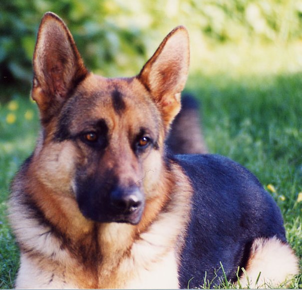 Landro at 1 year old
