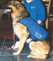 Xanto in his Therapy Dog uniform