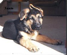 Xanto aged 12 weeks