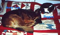 Jerry-Lee and Poppet Cat