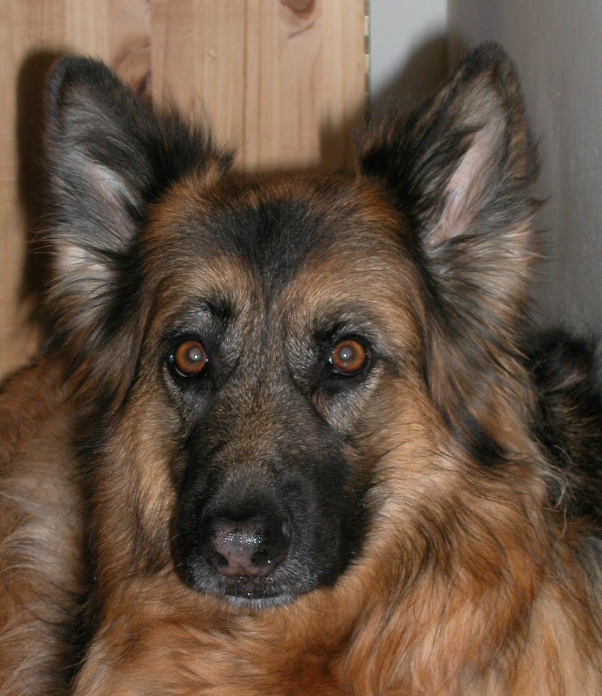 Jerry-Lee age 10 years