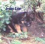 Jerry-Lee at 12 weeks