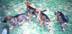 Sable Puppies about 7 weeks old