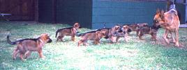 Sable puppies