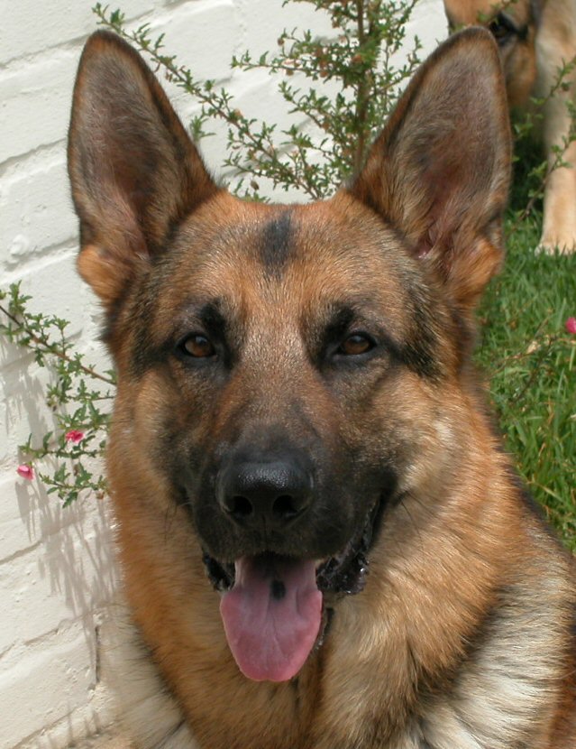 Landro at 3 years old