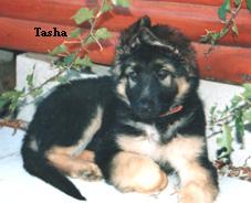 Tasha (Windermere of Annenberg)