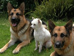 Xanto, Landro & Pippin