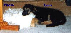 Xanto (age 10 weeks) and Pippin