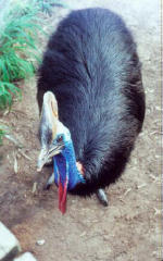 So that's what a Cassowary looks like!