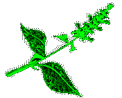 Salvia Divinorum Flower