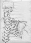 14_skeletonSketch2