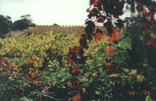 View from the Patio