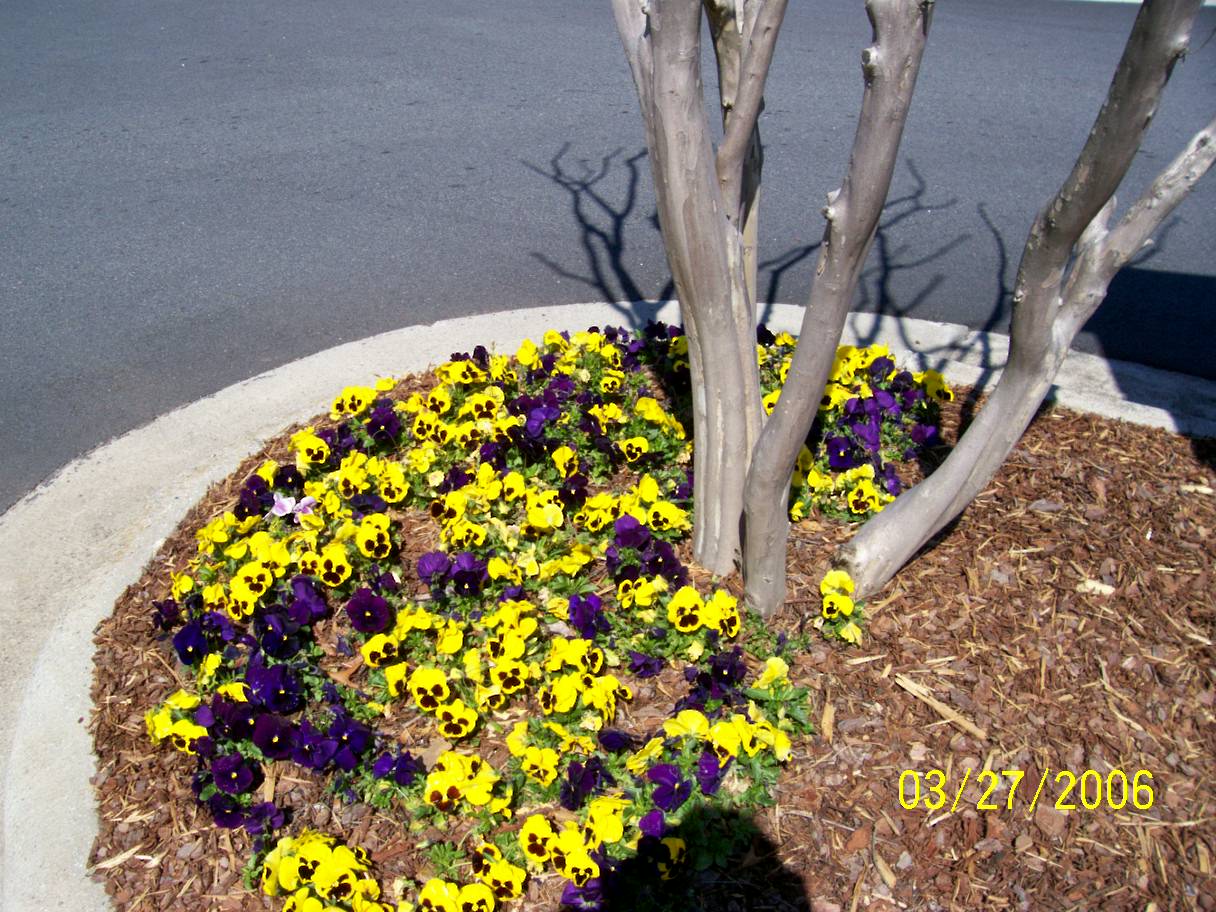 Flowers in front of ShowPlace