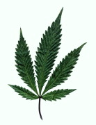 click this for the pothead in you