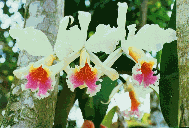 Orquideas