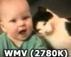 its All About&nbsp; Cats
