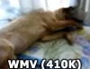Shy Dog