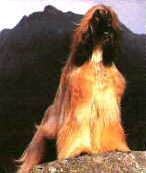 Veterinary Pathology