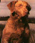 Veterinary Endoscopy
